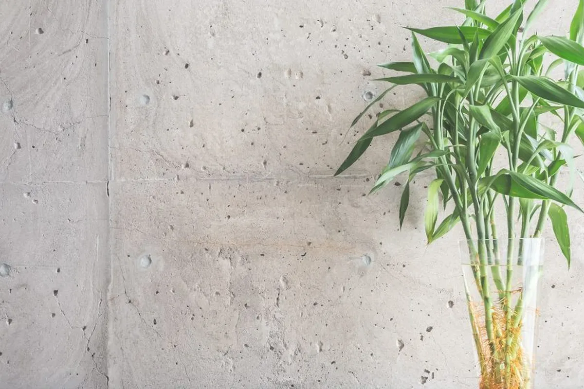 Bambu-da-Sorte, você conhece essa planta?