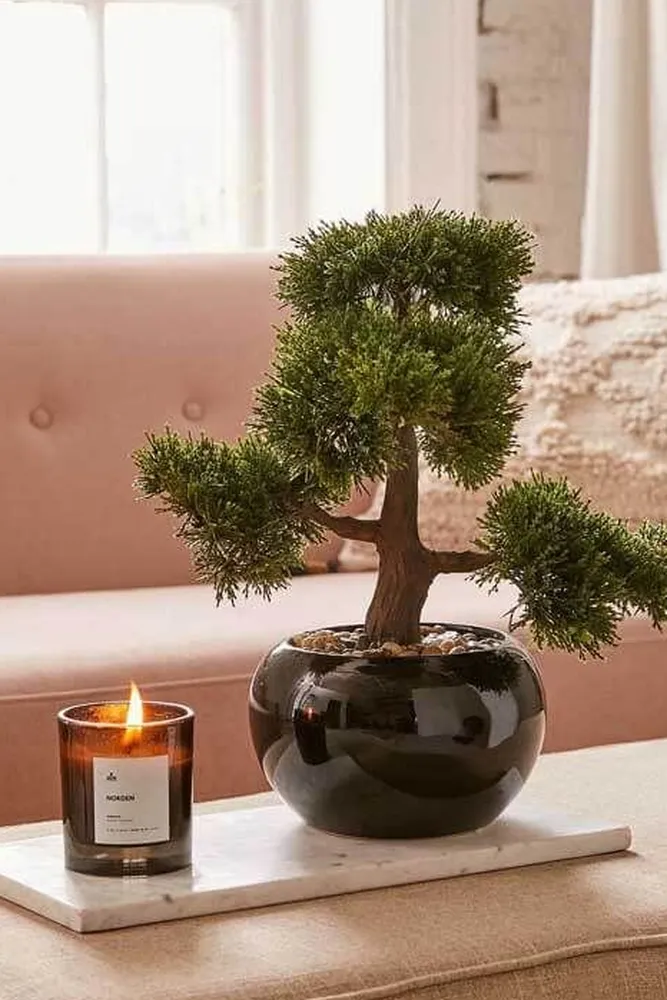 bonsai na sua decora o tudo sobre rvores em miniatura cb1ec842