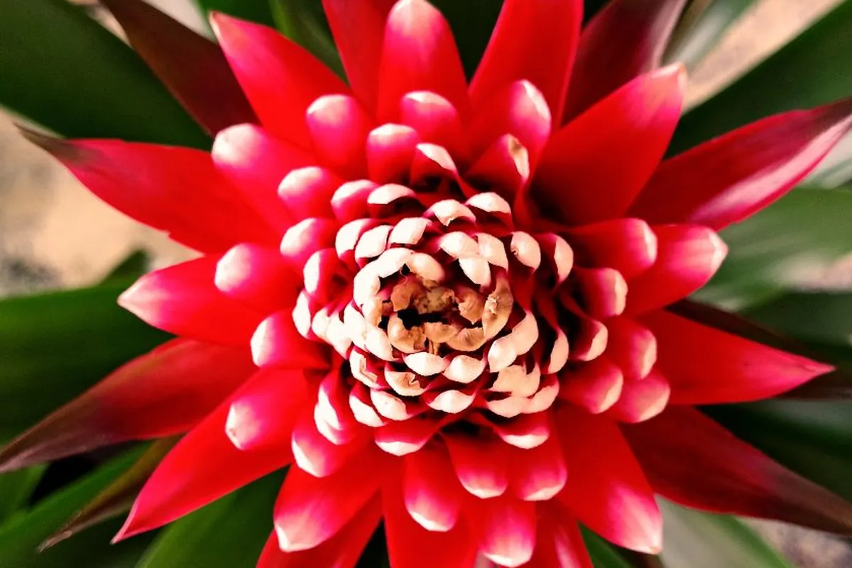 Bromélias: saiba tudo que você precisa para cultivar essa planta!