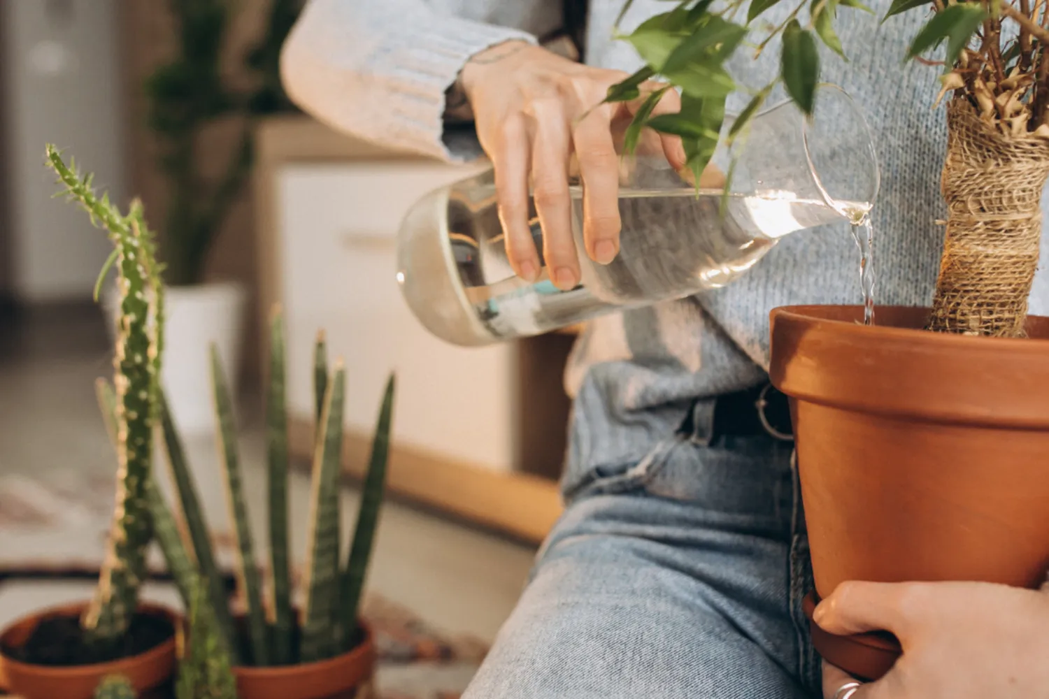 Como cuidar das plantas no inverno: Saiba o que é necessário