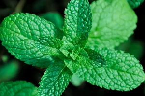 Como cultivar hortelã em casa: Veja nossas dicas!