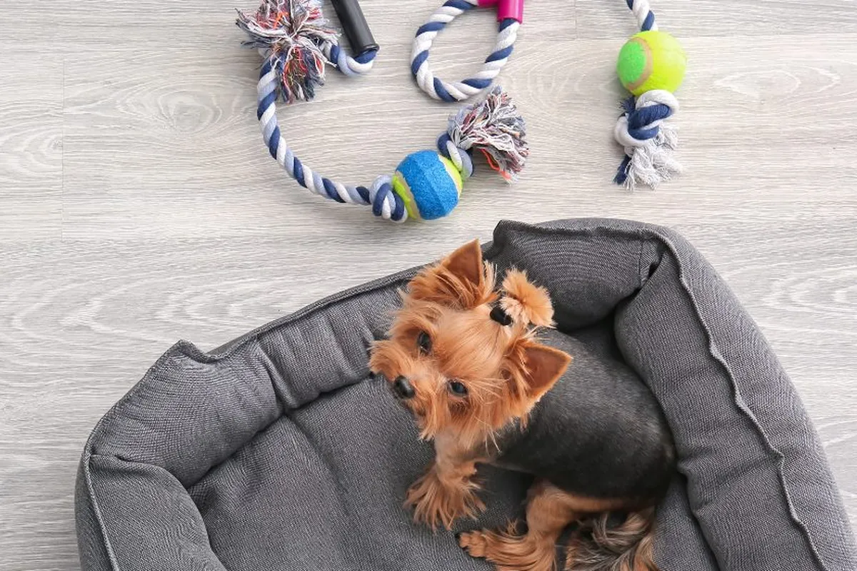 Como montar espaço pet em casa: confira as melhores dicas