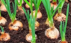 Como Plantar Cebola: 4 Maneiras de Cultivar, Características e Benefícios