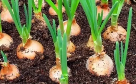 como plantar cebola 4 maneiras de cultivar caracter sticas e benef cios f8b96513