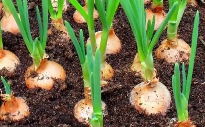 como plantar cebola 4 maneiras de cultivar caracter sticas e benef cios f8b96513
