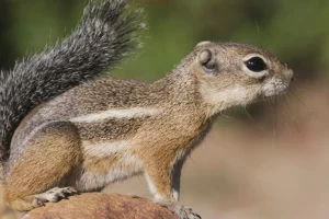Confira 7 curiosidades interessantes sobre os esquilos
