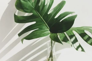 Costela de Adão: conheça mais sobre esta planta