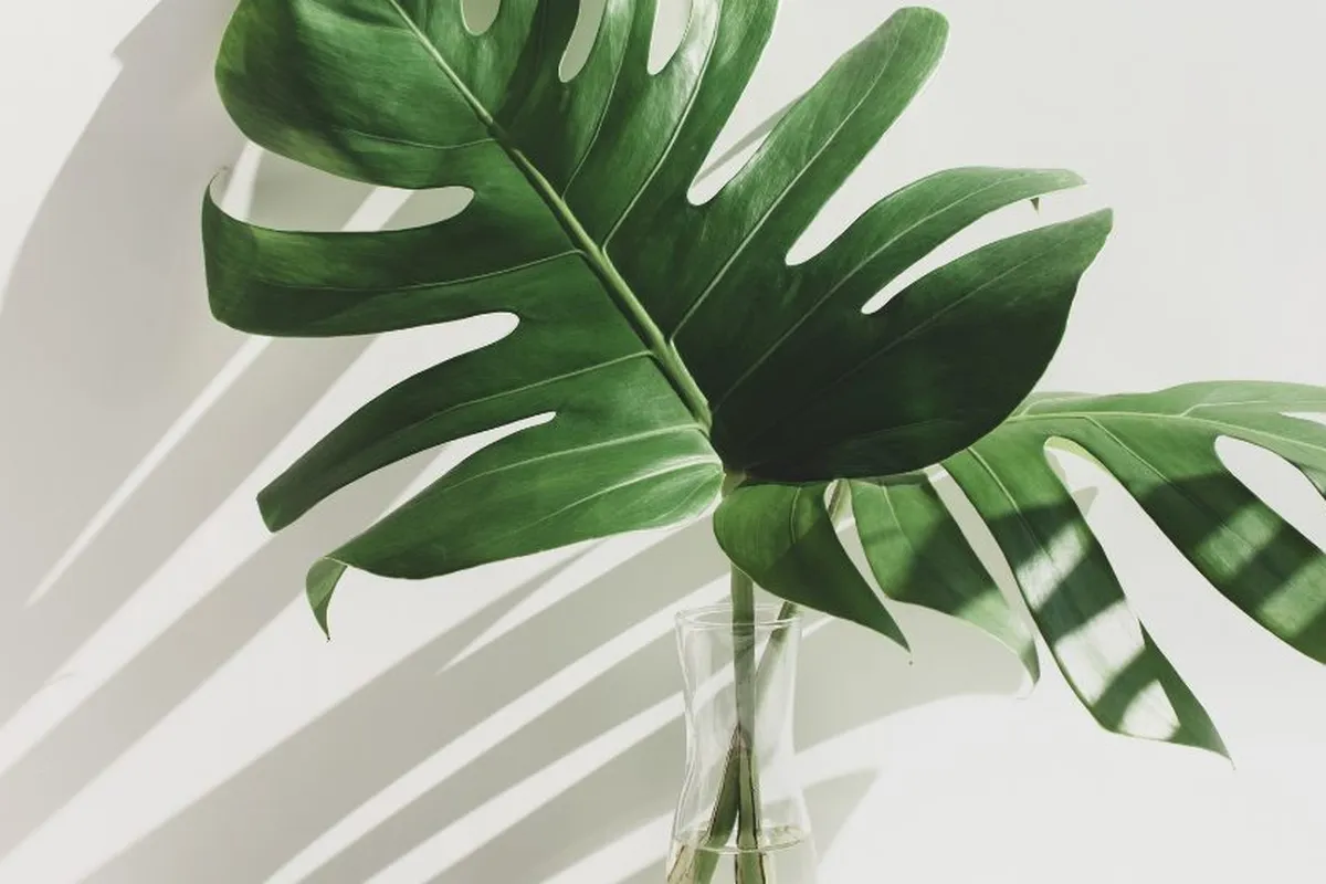 Costela de Adão: conheça mais sobre esta planta