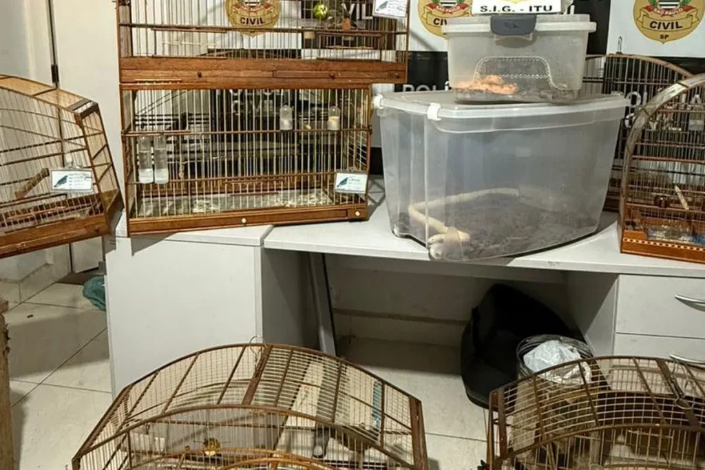 de cobra corn snake a aves trinca ferro a o resgata animais ex ticos af1a46c9