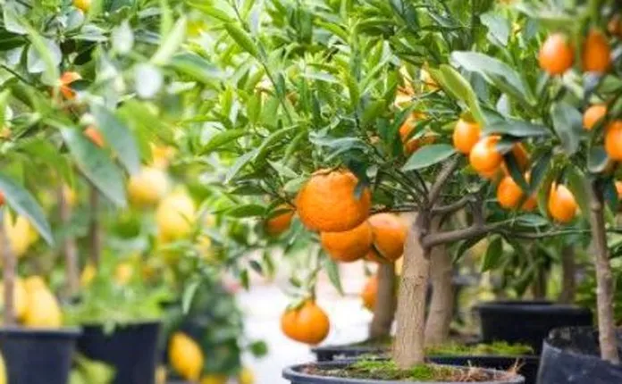 dicas de como cultivar frutas em vaso e melhores esp cies para casa 91a4a0c7