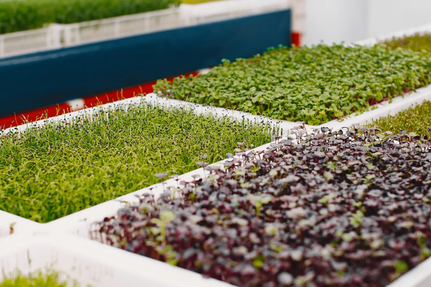 Microverdes na alimentação: Saiba todos os benefícios e motivos para incluir na dieta