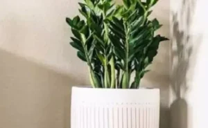 Plantas Decorativas: Conheça as Melhores Opções para Sua Decoração