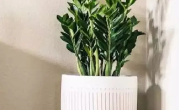 plantas decorativas conhe a as melhores op es para sua decora o 1f83d971
