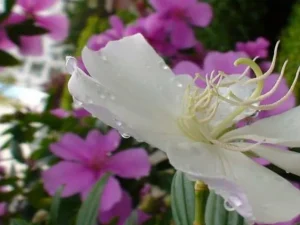 Plantas na decoração da casa: Uma tendência que veio pra ficar