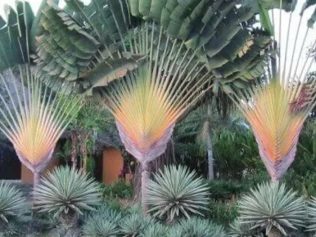 plantas ornamentais para decorar o seu jardim veja as principais 4c7c0e2f