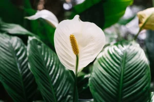 Plantas para atrair prosperidade: 7 espécies para ter em casa