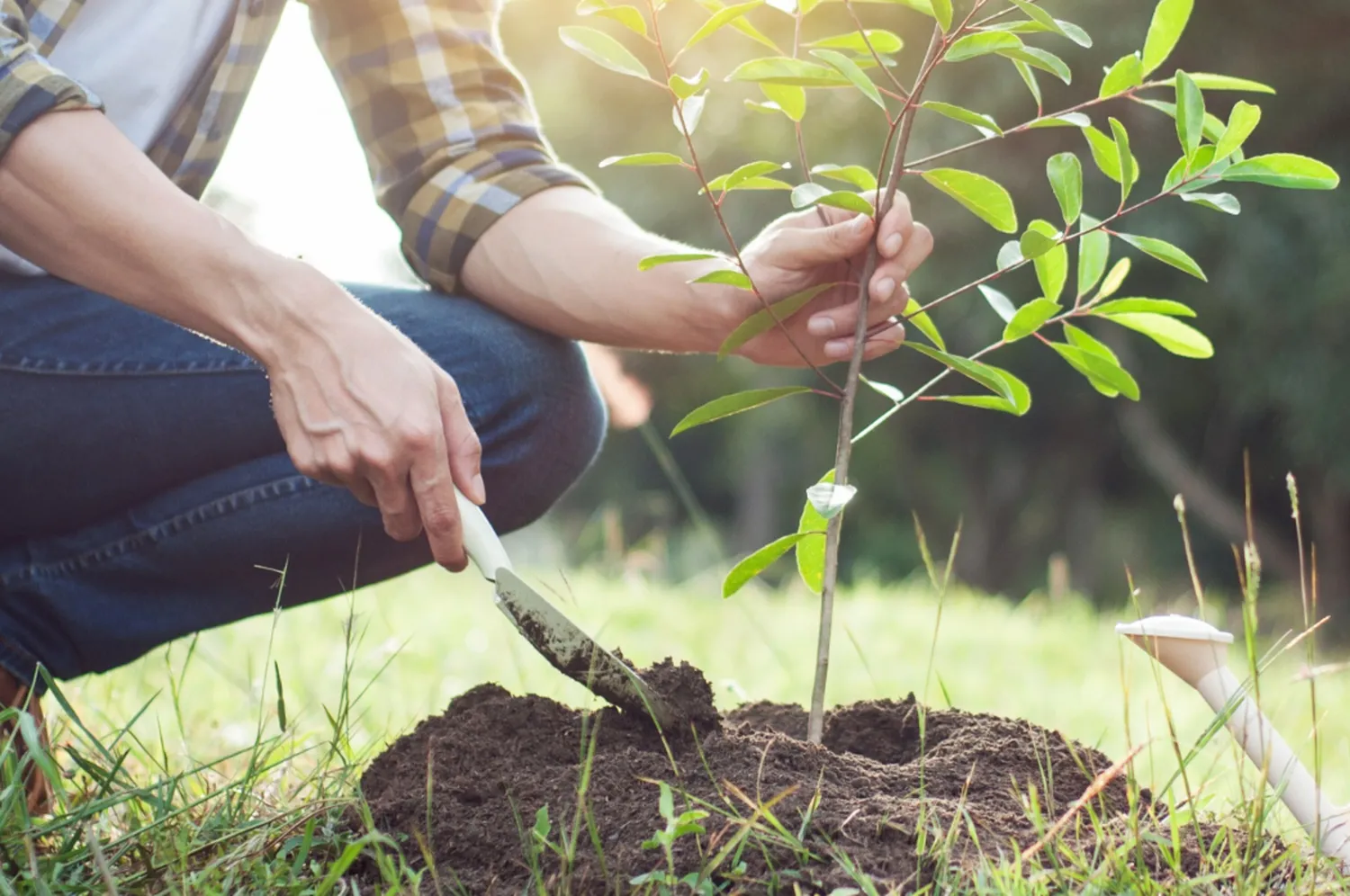 Árvores para jardim: Confira dicas de espécies para plantar em casa!