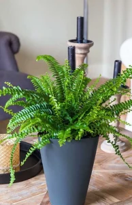 Samambaia: Tipos, Como Cuidar +4 Ideias Para Decorar o Ambiente