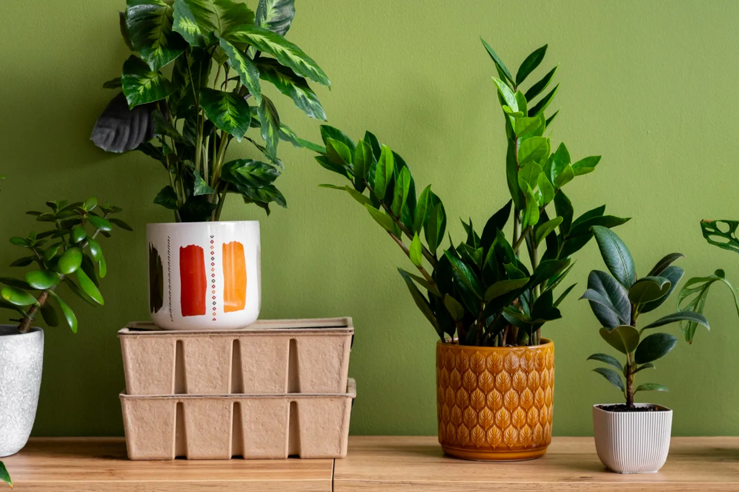 Segredos essenciais para cuidar de Plantas Tropicais em ambientes internos!