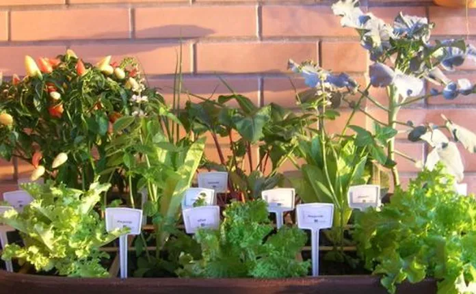 vaso pequeno ideias para plantar flores hortali as e decorar sua casa 78100c3e