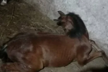 nove cavalos morrem ap s consumo de ra o em guarulhos sofrimento f4147e81