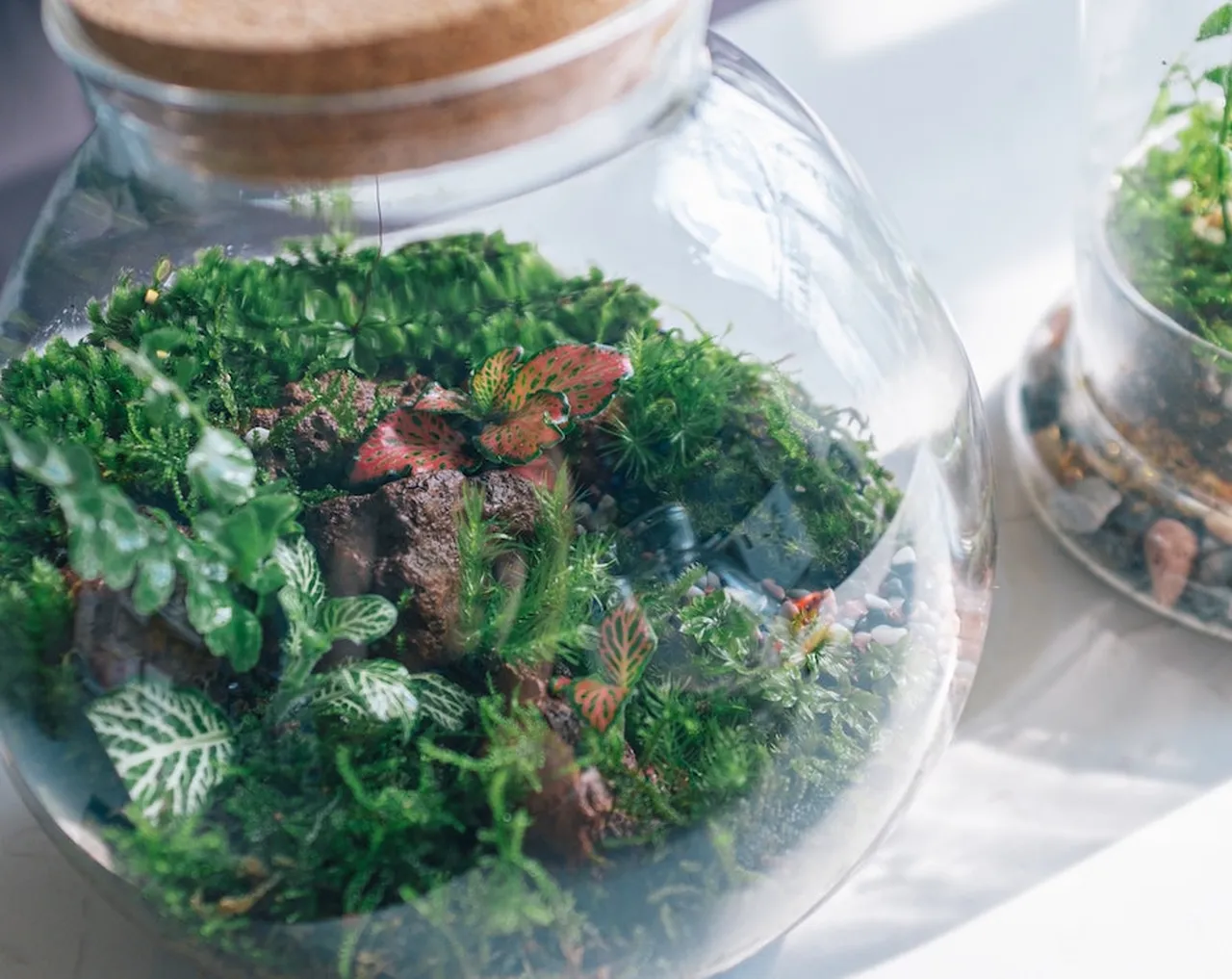 Terrário: Veja como montar um terrário e as melhores fotos para te inspirar!