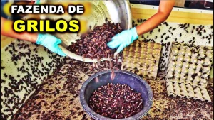 A próxima revolução proteica não vem de bois, frangos ou peixes, vem de galpões e caixas cheias de grilos! Com viveiros que produzem mais de 10 bilhões de grilos por ano, o Sudeste Asiático transforma insetos em uma nova potência global da proteína alternativa