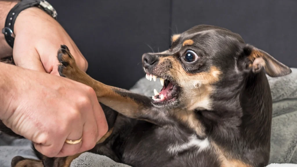 Baixinho e bravo: saiba por que cachorros pequenos vivem sob estresse Baixinho e bravo: saiba por que cachorros pequenos vivem sob estresse