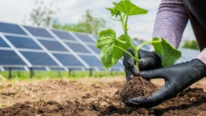 De R$ 700 para R$ 80 na conta de luz: energia solar muda rotina de agricultor de 89 anos