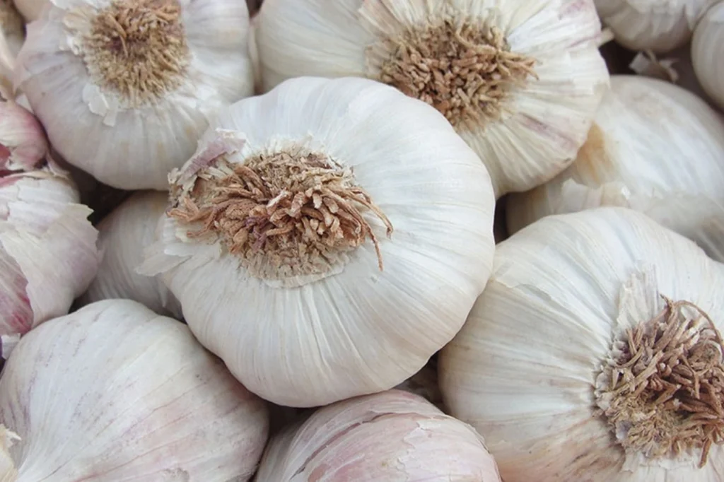 Produção de alho no Brasil: novo programa do governo pode fomentar ainda mais o setor Produção de alho no Brasil: novo programa do governo pode fomentar ainda mais o setor