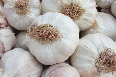 Produção de alho no Brasil: novo programa do governo pode fomentar ainda mais o setor