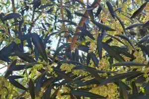 Produção de azeitonas em Minas Gerais: estudos da Epamig monitoram desempenho e padrão de qualidade das oliviculturas da Serra da Mantiqueira