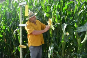 Produção de milho em Santa Catarina: monitoramento revela que a população de cigarrinhas-do-milho segue controlada no ciclo produtivo 2025/26