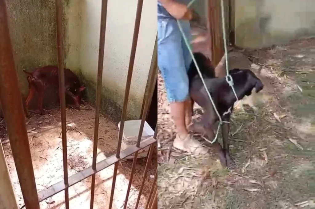 Empresário que alugava cães para fazer “segurança” de casas é preso.Vejavídeo