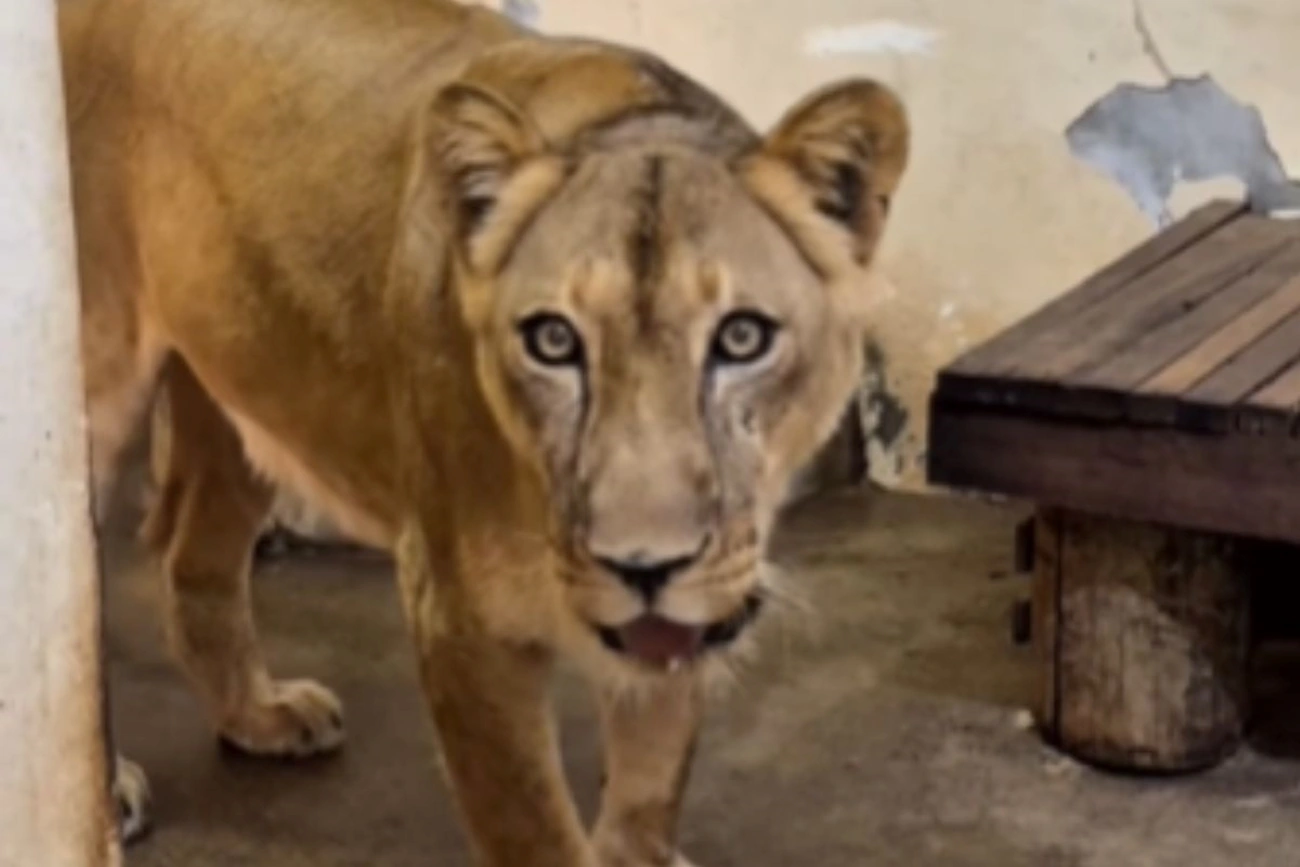 Leoa que matou jovem em zoo na Paraíba já tem data para voltar à jaula.Vídeo
