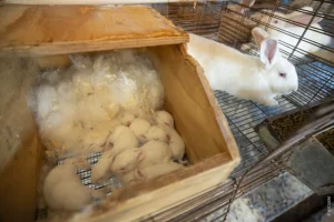 Pesquisadores criam ordenha inédita e produzem 1º leite de coelha