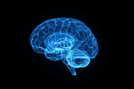 Proteína ativa limpeza cerebral e melhora memória em estudo com ratos