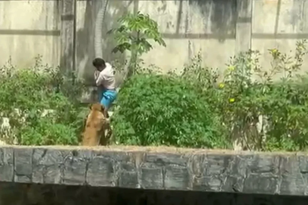 Relato devastador sobre jovem atacado e morto por leoa viraliza Relato devastador sobre jovem atacado e morto por leoa viraliza