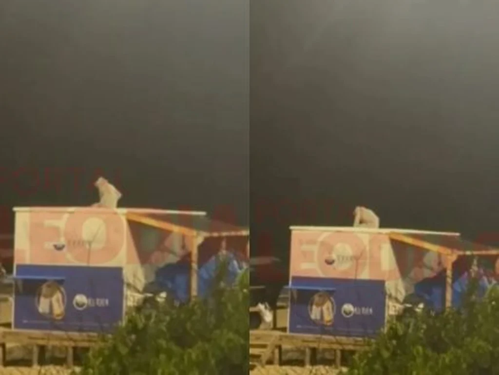 Caso Orelha: Vandalismo em Quiosque em Santa Catarina, Imagens Revelam Verdade