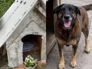 Caso Orelha: Síndica de Água Marinha responde acusações e controvérsias em SC, a explosão da verdade