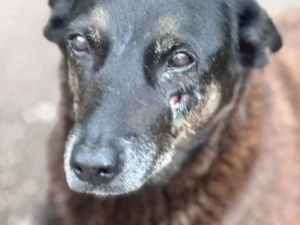 Porteiro denuncia agressão ao cão Orelha por 6 adolescentes em Florianópolis hoje