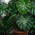 Descubra agora 4 plantas de sombra que exigem pouca manutenção e transformam qualquer canto